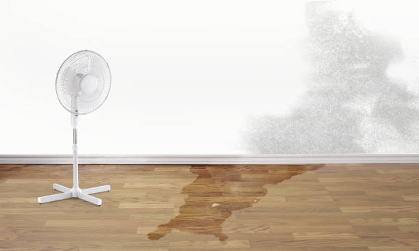 Best Local water damage restoration  in Emmetsburg, IA