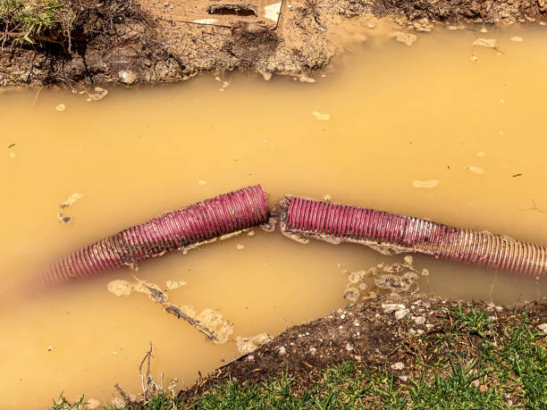 Best Mold removal after water damage  in Emmetsburg, IA